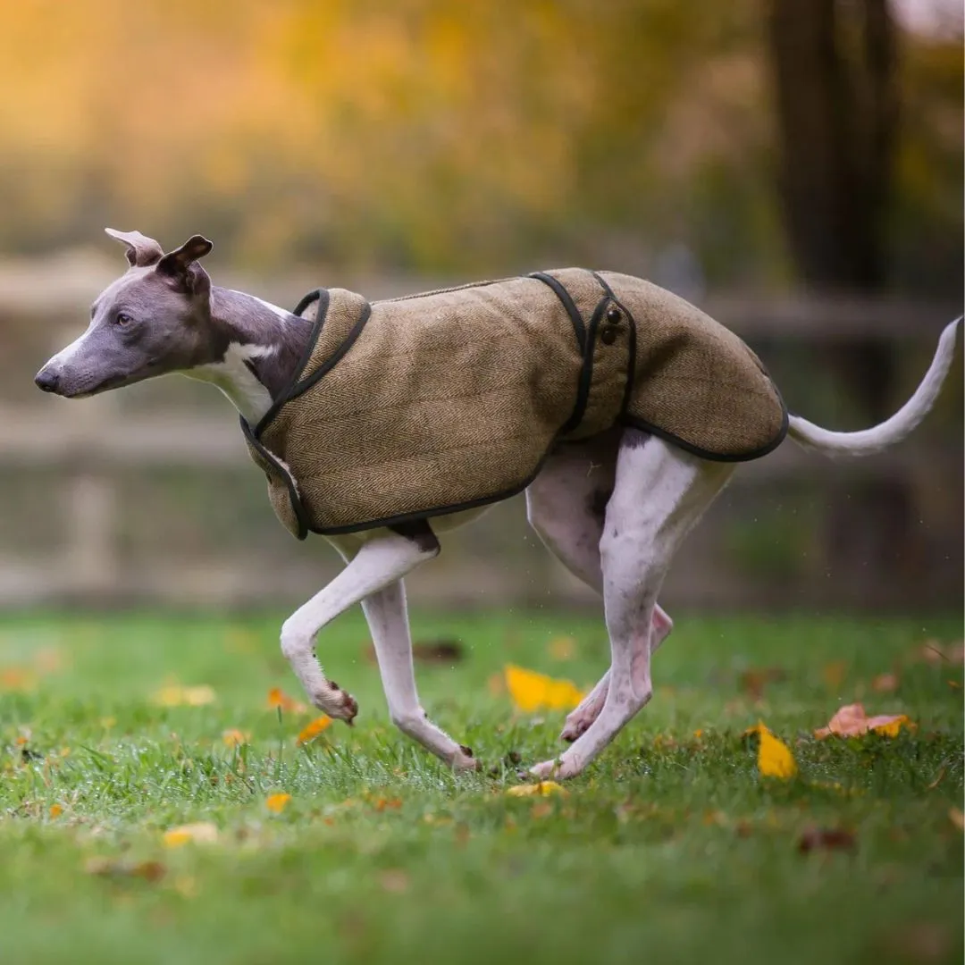 Country and Twee Green Tweed Whippet Coat