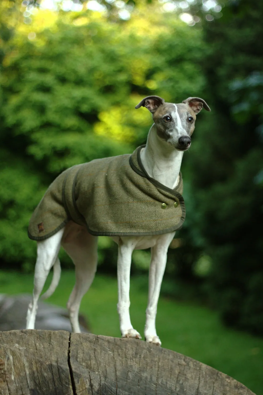 Country and Twee Green Tweed Whippet Coat