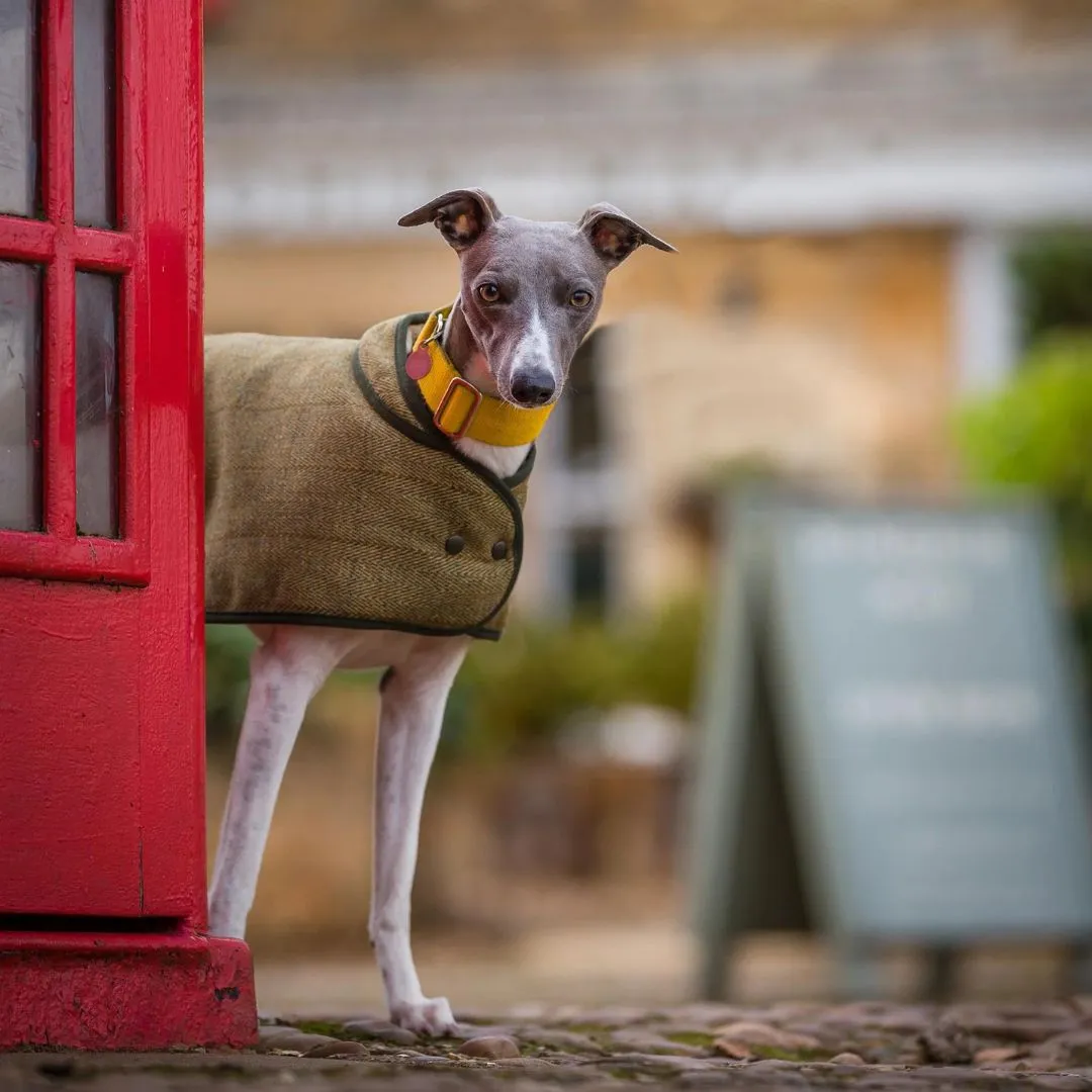 Country and Twee Green Tweed Whippet Coat