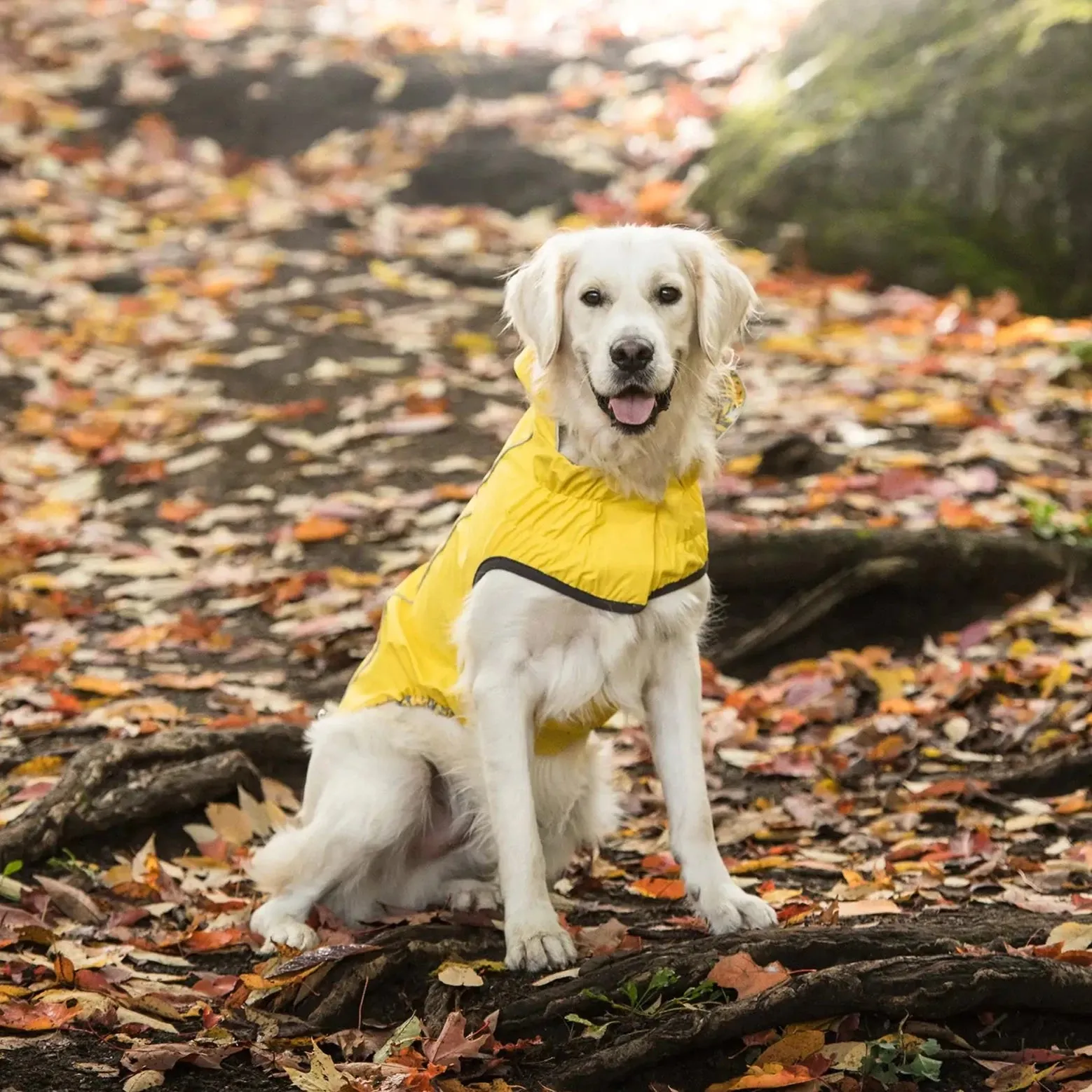 Reversible Dog Raincoat - Yellow / Leaves. Reflective Piping.